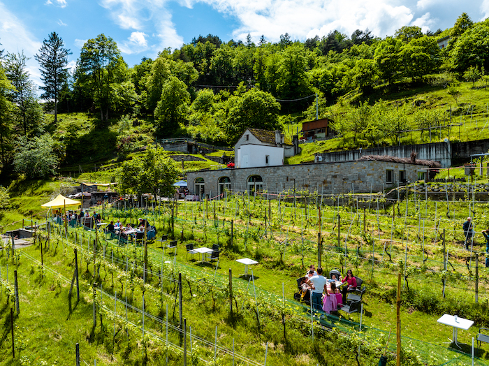 Vino Vivo: sulle alture domesi la festa del vino e dei sapori del territorio